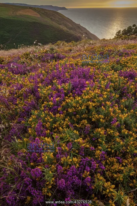 : Heather and Grass moorland, with Western Gorse and : Heather and Grass moorland, with Western Gorse and