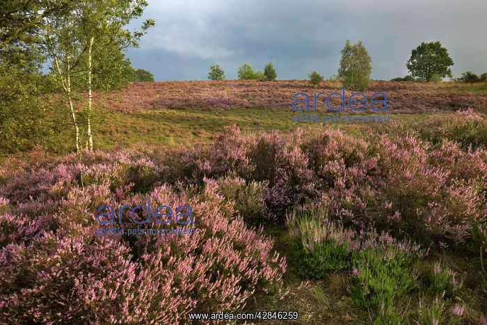 : Heather - on moor landscape : Heather - on moor landscape