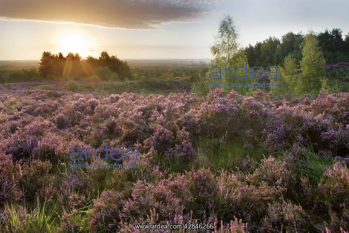 : Heather - on moor landscape : Heather - on moor landscape