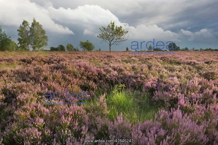 : Heather - on moor landscape - Belgium : Heather - on moor landscape - Belgium