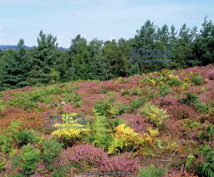 : Heather & Scots Pine Trees : Heather & Scots Pine Trees
