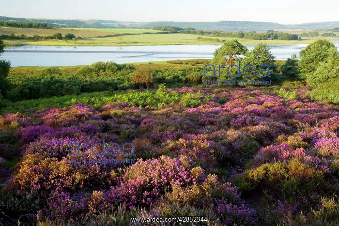 : Heathland at Arne, Purbeck, next to Poole Harbour : Heathland at Arne, Purbeck, next to Poole Harbour