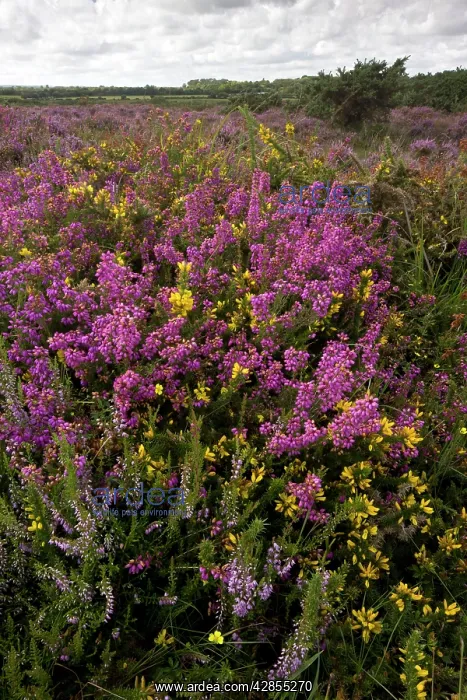 : Heathland with Bell Heather - Ling and Dwarf Gorse : Heathland with Bell Heather - Ling and Dwarf Gorse