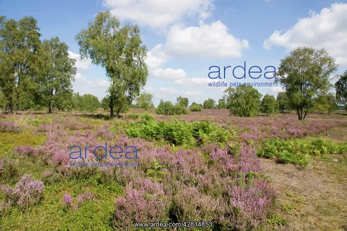 : Heathland - Cannock Chase AONB : Heathland - Cannock Chase AONB
