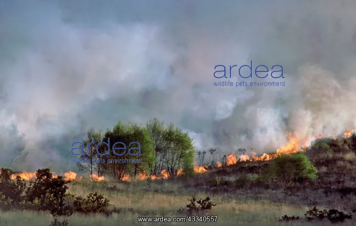 : Heathland fire - May 1984 : Heathland fire - May 1984