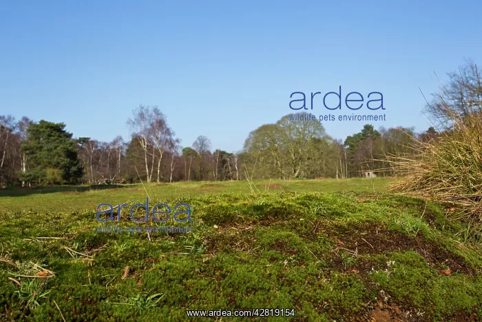 : Heathland habitat - The Lodge RSPB Nature Reserve : Heathland habitat - The Lodge RSPB Nature Reserve