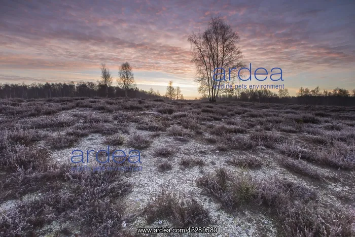 : Heathland landscape at sunrise, Germany, North : Heathland landscape at sunrise, Germany, North
