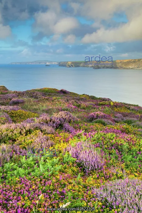 : Heathland - North Cliffs - near Camborne : Heathland - North Cliffs - near Camborne