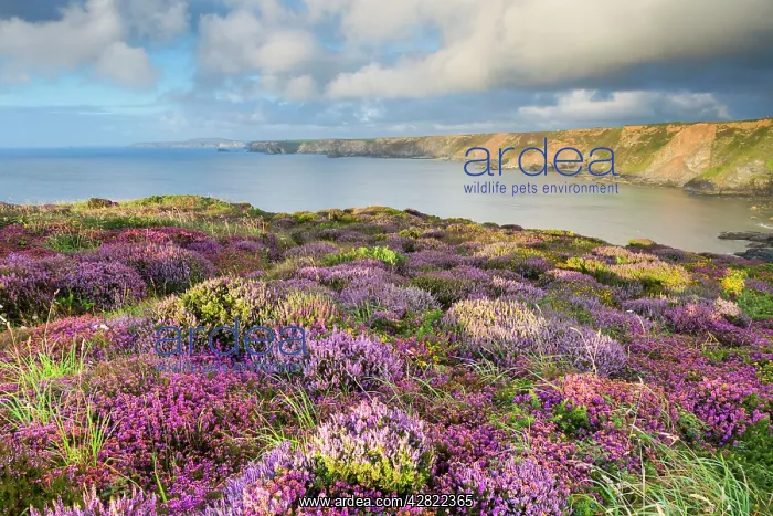 : Heathland - North Cliffs - near Camborne : Heathland - North Cliffs - near Camborne
