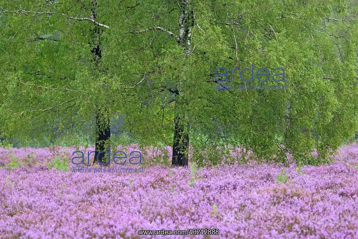 : Heathland, Wietzer Berg, birch trees (Betula) in : Heathland, Wietzer Berg, birch trees (Betula) in