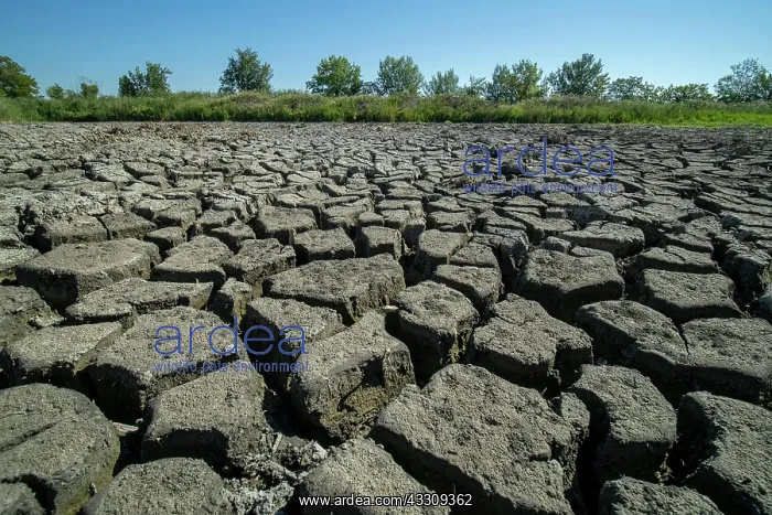 : Heavily dried up bottom of a pond, Lake Neusiedl-Seewinkel : Heavily dried up bottom of a pond, Lake Neusiedl-Seewinkel