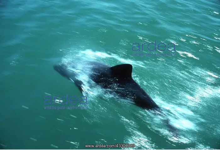 : Heaviside Dolphin - at sea surface : Heaviside Dolphin - at sea surface