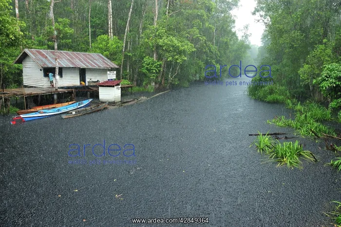 : Heavy rain - blackwater river on the way to Camp : Heavy rain - blackwater river on the way to Camp
