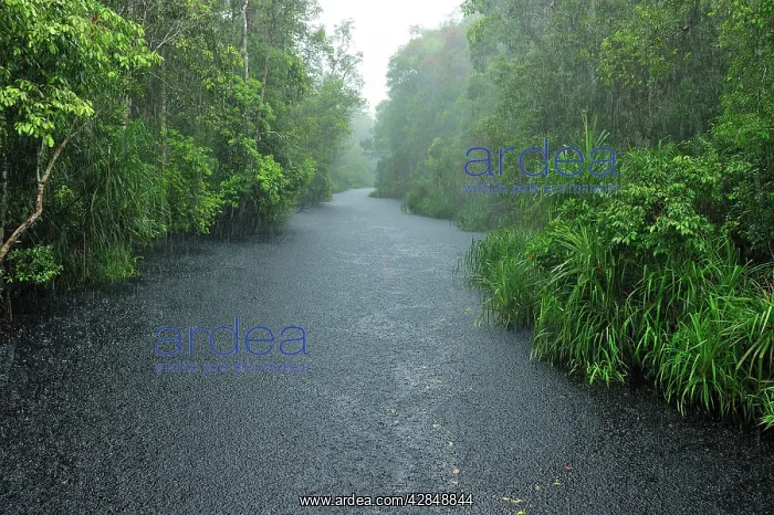 : Heavy rain - blackwater river on the way to Camp Leakey : Heavy rain - blackwater river on the way to Camp Leakey