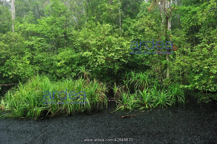 : Heavy rain - blackwater river on the way to Camp Leakey : Heavy rain - blackwater river on the way to Camp Leakey