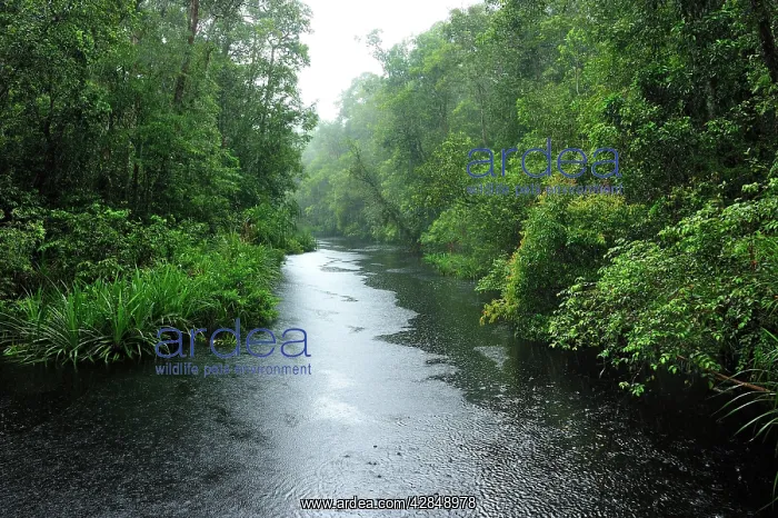 : Heavy rain - blackwater river on the way to Camp Leakey : Heavy rain - blackwater river on the way to Camp Leakey