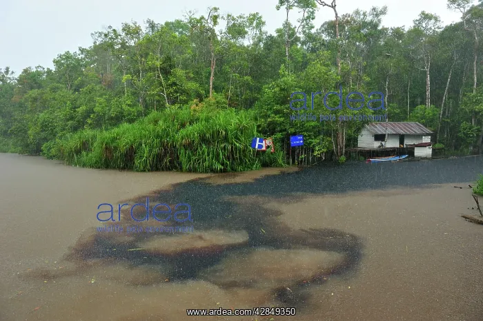 : heavy rain - Sekonyer river confluence with blackwater : heavy rain - Sekonyer river confluence with blackwater
