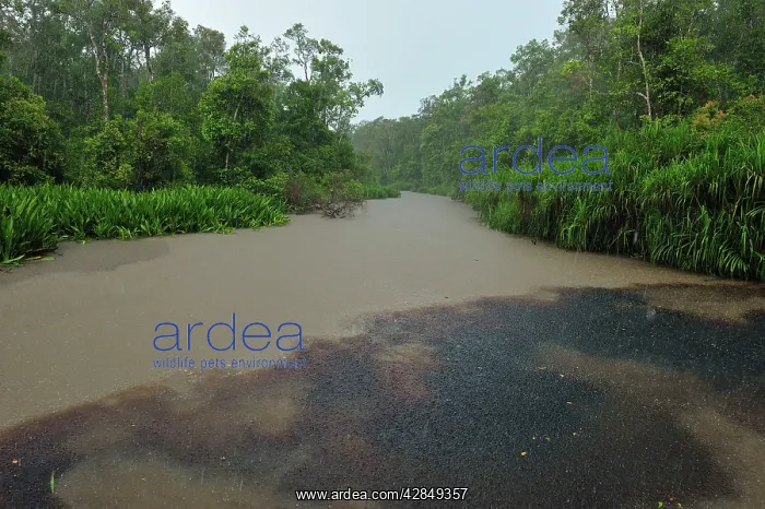 : heavy rain - Sekonyer river confluence with blackwater : heavy rain - Sekonyer river confluence with blackwater