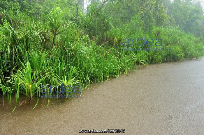 : heavy rain - Sekonyer river with forest : heavy rain - Sekonyer river with forest