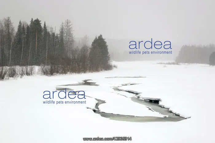 : Heavy snowfall and reduced visibility over river Sosva : Heavy snowfall and reduced visibility over river Sosva