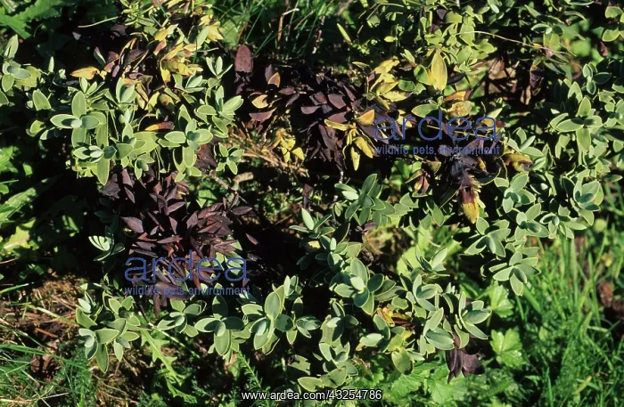 : Hebe Leaf Spot : Hebe Leaf Spot
