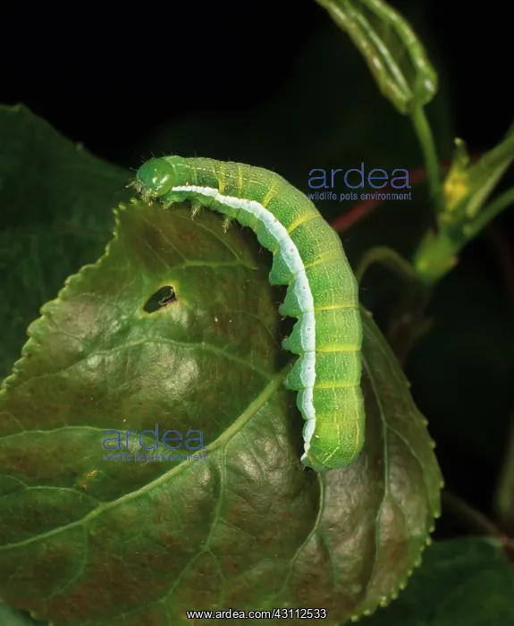 : Hebrew character moth caterpillar : Hebrew character moth caterpillar