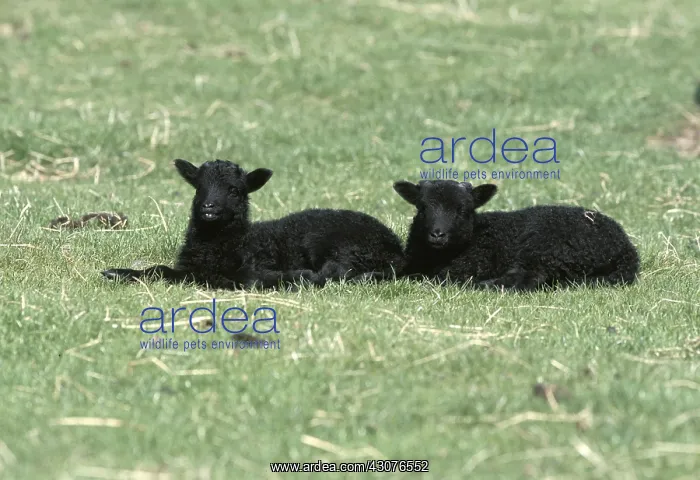 : Hebridean lambs North Uist Island Scotland : Hebridean lambs North Uist Island Scotland