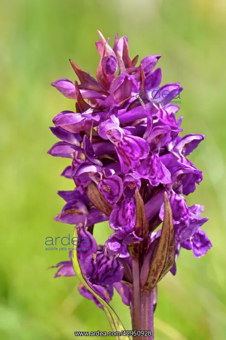 : Hebridean Marsh-orchid - Close up of flower : Hebridean Marsh-orchid - Close up of flower