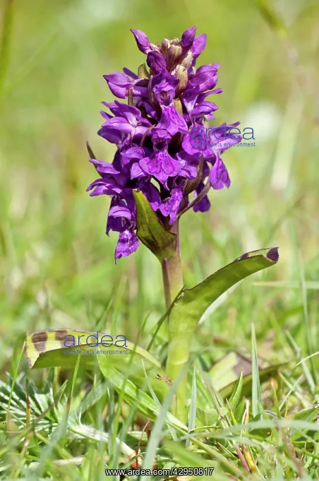 : Hebridean Marsh Orchid - Endemic : Hebridean Marsh Orchid - Endemic