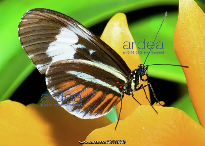 : Hecale Butterfly : Hecale Butterfly