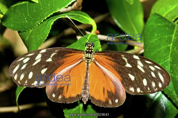 : Hecale Butterfly : Hecale Butterfly