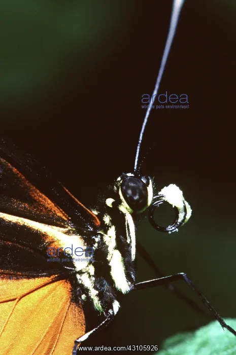 : Hecale Longwing Butterfly : Hecale Longwing Butterfly