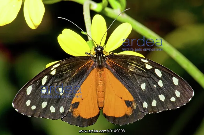 : Hecale Longwing Butterfly : Hecale Longwing Butterfly