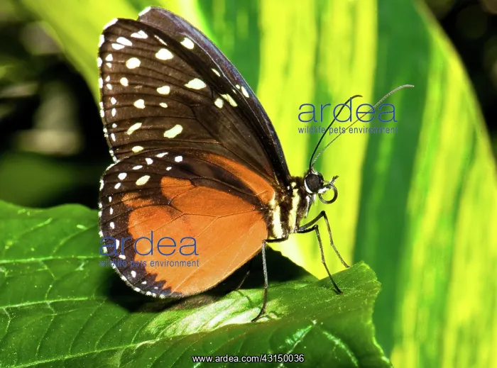 : Hecale Longwing Butterfly : Hecale Longwing Butterfly