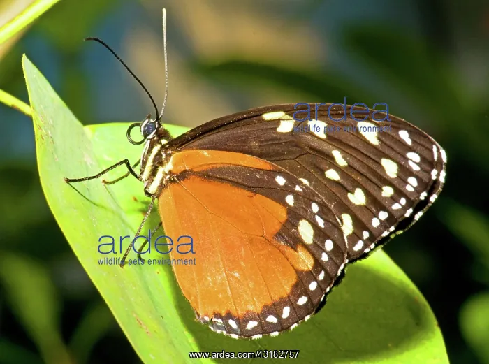 : Hecale Longwing Butterfly : Hecale Longwing Butterfly