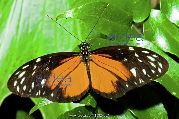 : Hecale Longwing Butterfly : Hecale Longwing Butterfly