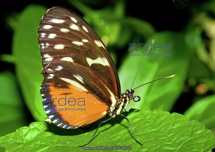 : Hecale Longwing Butterfly : Hecale Longwing Butterfly