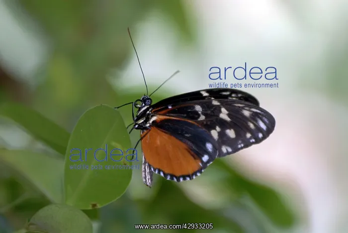 : Hecales Longwing Butterfly : Hecales Longwing Butterfly