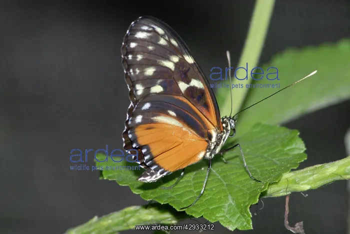 : Hecales Longwing Butterfly : Hecales Longwing Butterfly