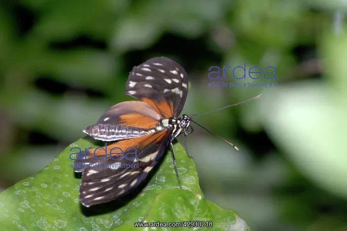 : Hecales Longwing Butterfly : Hecales Longwing Butterfly