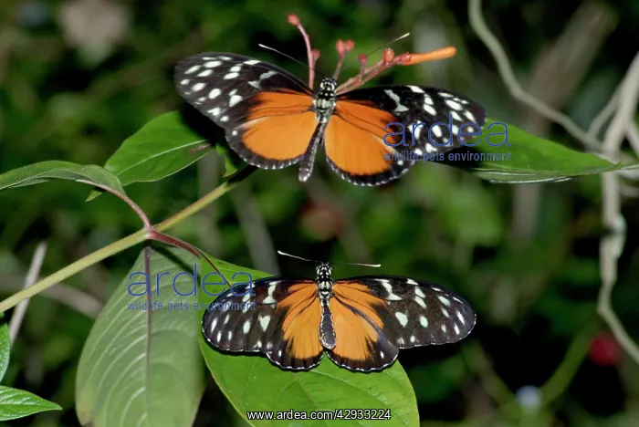 : Hecales Longwing Butterfly courtship : Hecales Longwing Butterfly courtship