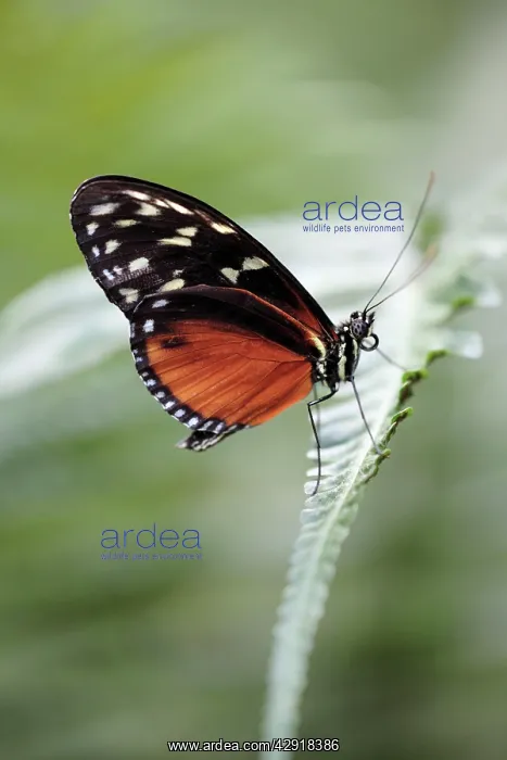 : Hecales / Tiger Longwing Butterfly - resting on : Hecales / Tiger Longwing Butterfly - resting on