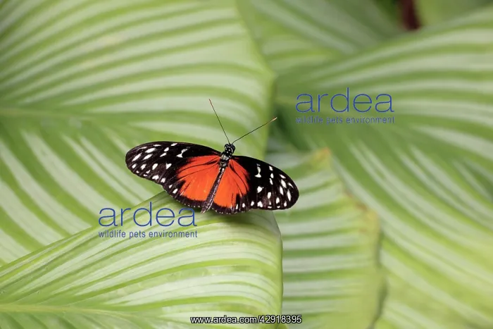 : Hecales / Tiger Longwing Butterfly - resting on leaf : Hecales / Tiger Longwing Butterfly - resting on leaf