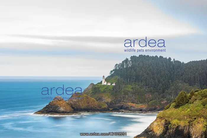 : Heceta Head, Oregon, USA. The Heceta Head lighthouse : Heceta Head, Oregon, USA. The Heceta Head lighthouse