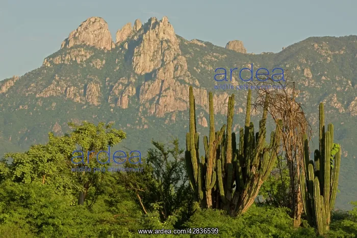  : Hecho Cactus and Sierra Madre Mountains near Alamos