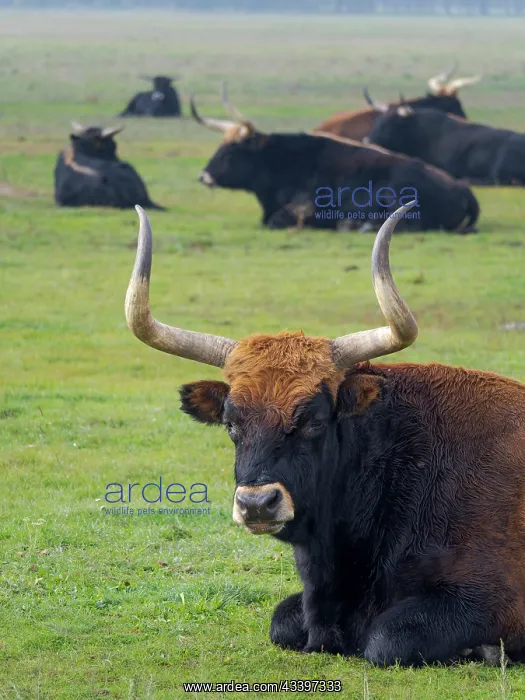 : Heck Cattle, a disputed attempt to breed back the : Heck Cattle, a disputed attempt to breed back the