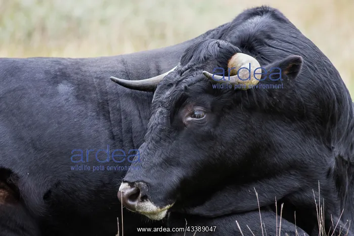 : Heck cattle on the isle schiermonnikoog : Heck cattle on the isle schiermonnikoog