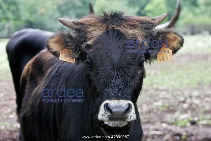 : Heck Cow - Aurochs' : Heck Cow - Aurochs'