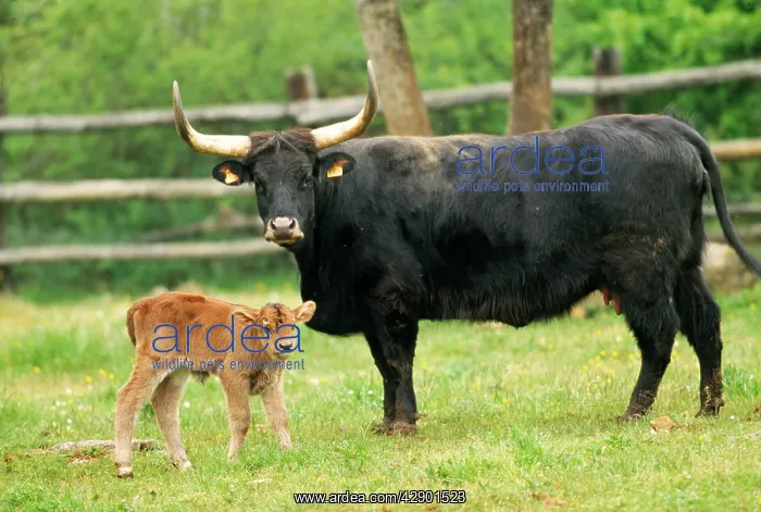 : Heck Cow - Aurochs' - mother with calf : Heck Cow - Aurochs' - mother with calf
