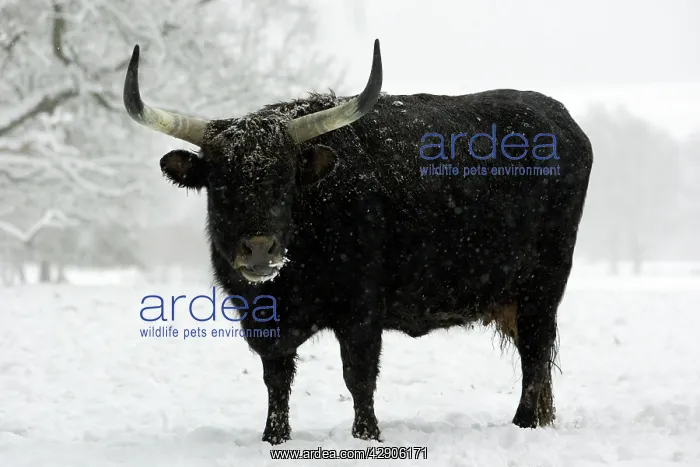 : Heck Cow - in winter park landscape : Heck Cow - in winter park landscape